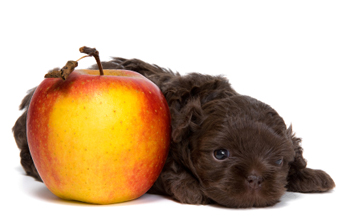 Puppy Nutrition