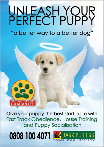 Puppy Training Programmes from Bark Busters