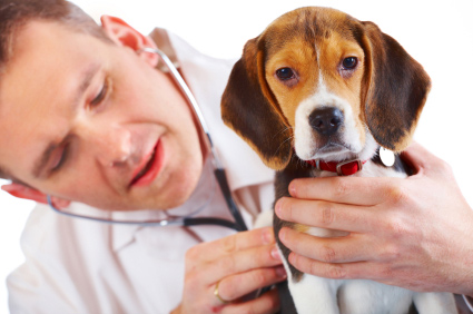Puppy Vaccinations and Health Checks